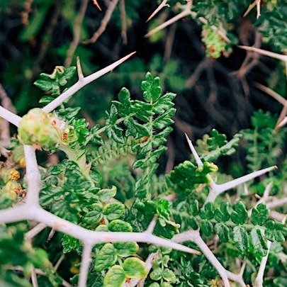 Thorns.
