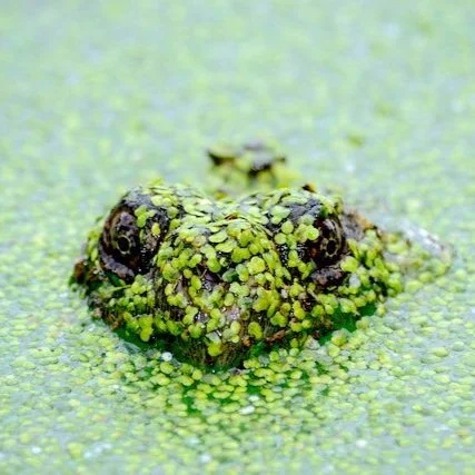 Pond-scum.