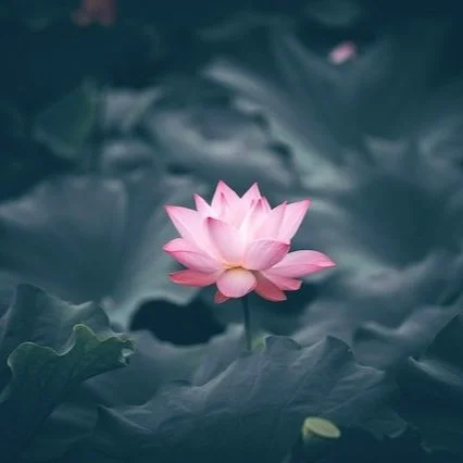 Lotus.