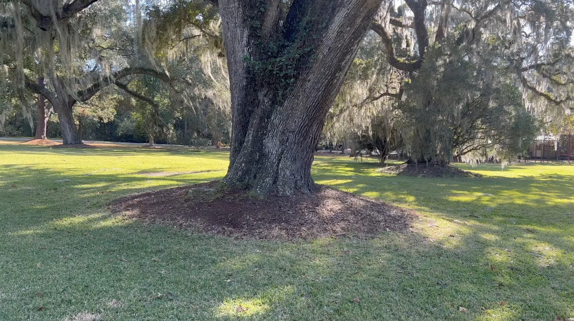 Mepkin tree cover.jpg
