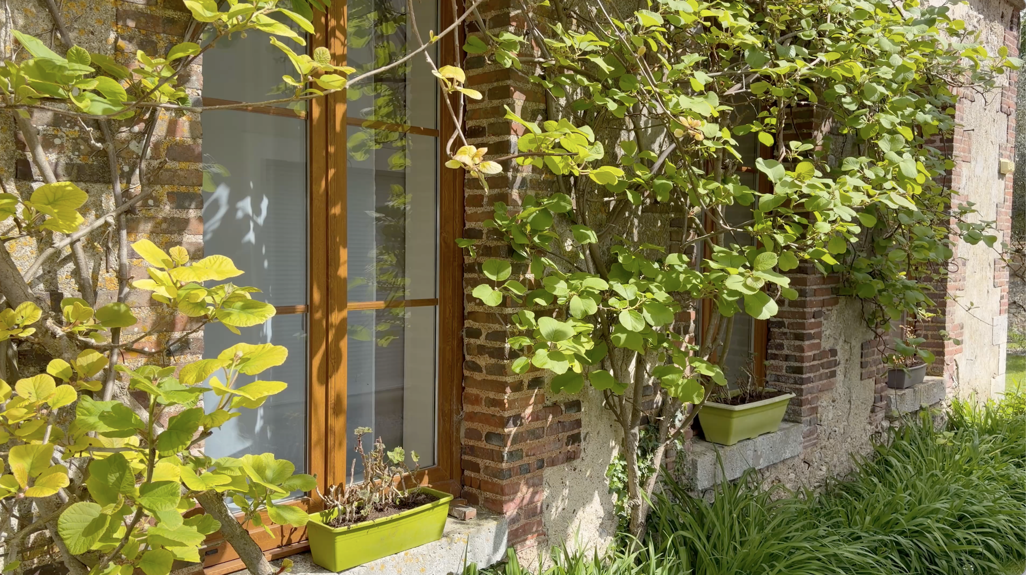 French Vines cover.png