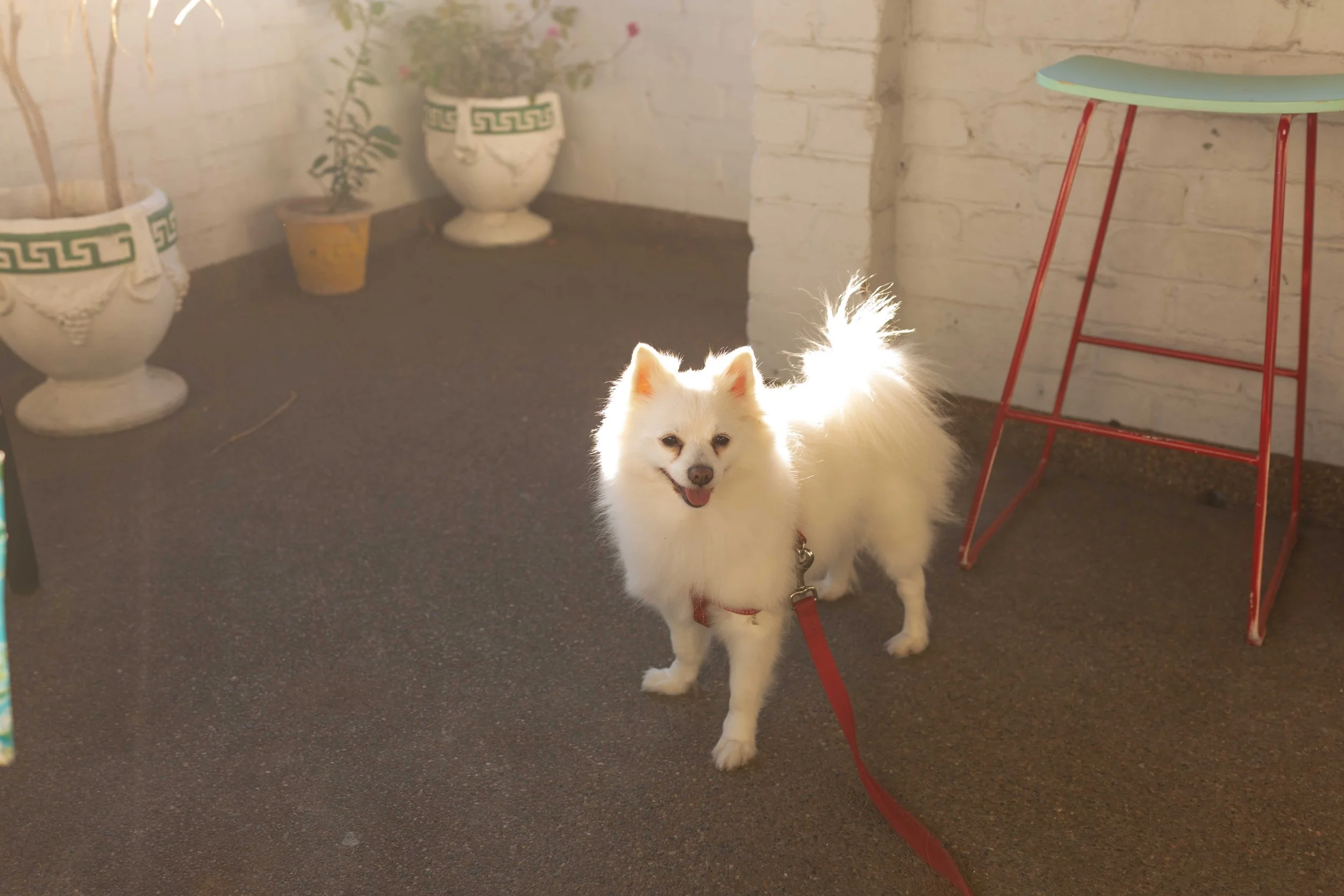 sydney iww studios james fear street photography newtown martin place christmas hyde park street photo streetshot (9).jpg