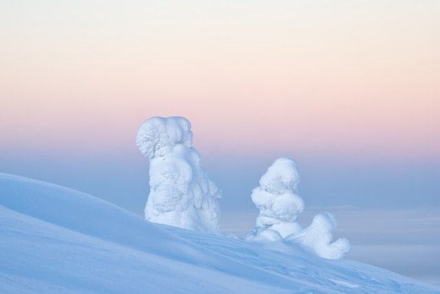 Snow-covered trees on a snowy landscape with a soft pink and blue sky.