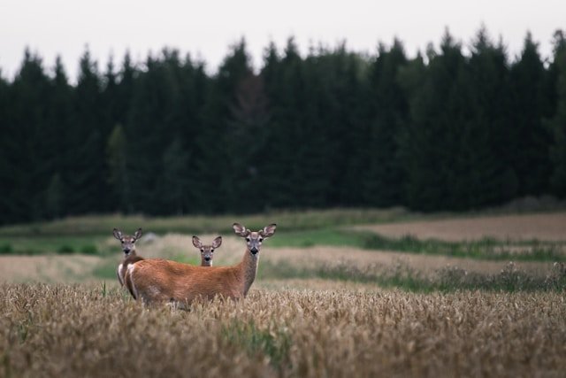 Three deer standing in a field with trees in the background.
