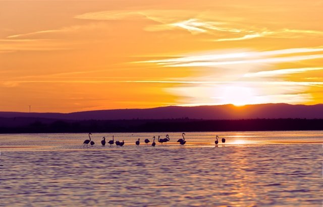 Flamingos in a lake at sunset with orange and purple sky.