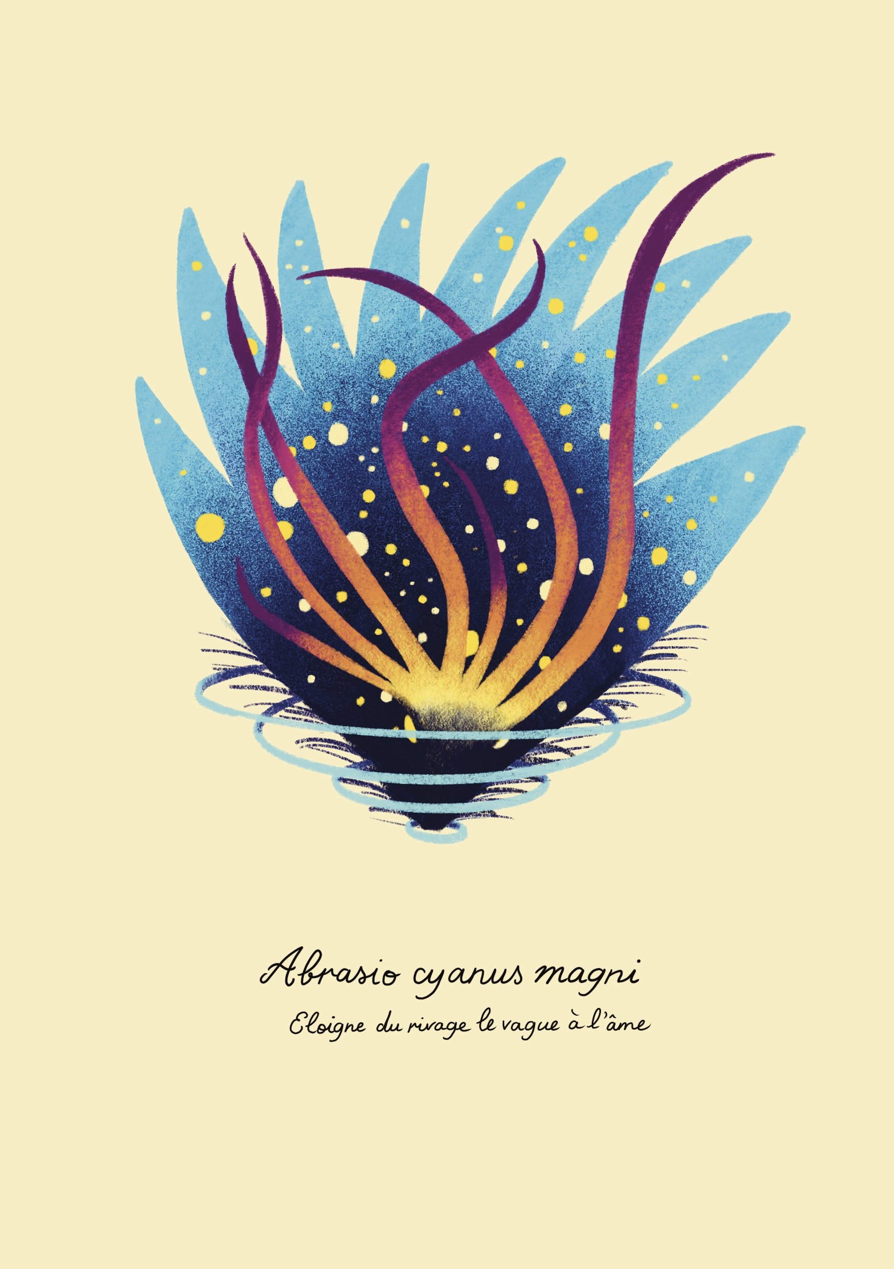 Abrasio_cyanus_magni_ 3.jpg