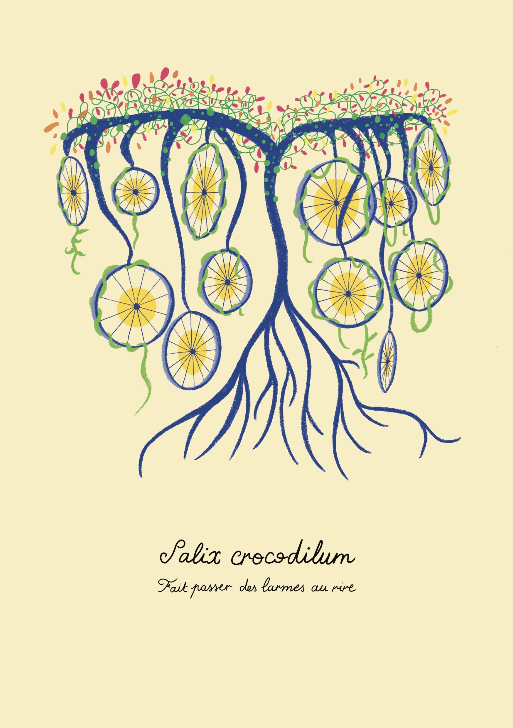 Salix_Crocodilum_.jpg