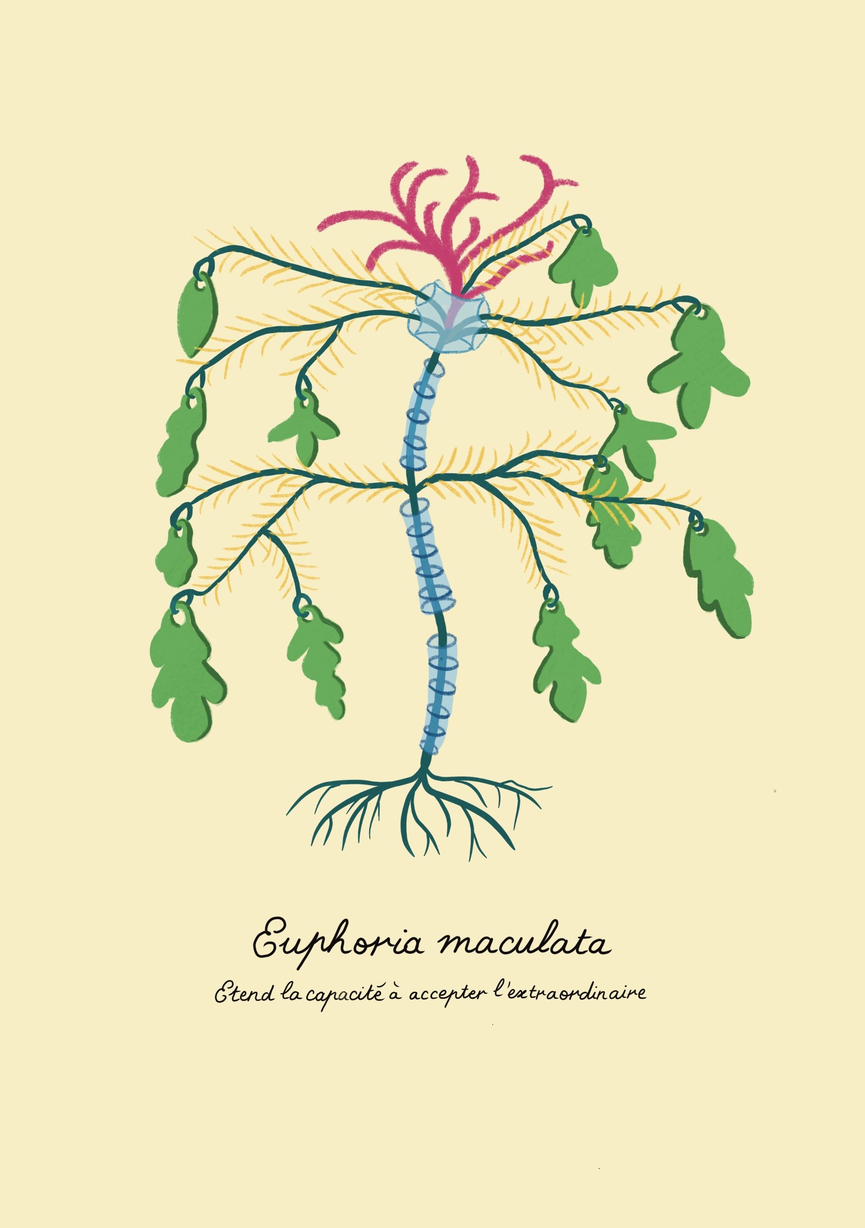 Euphoria_maculata_.jpg