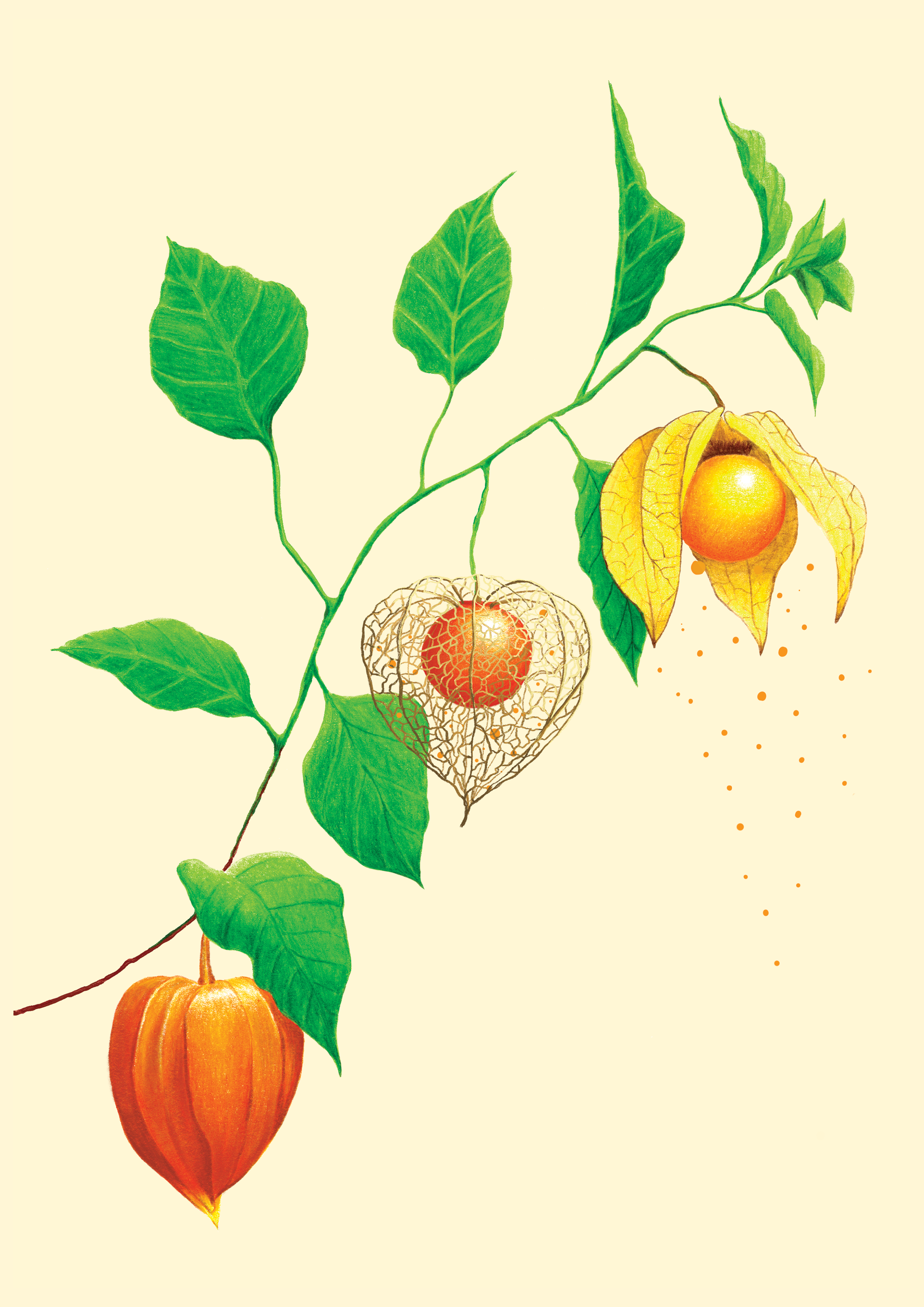 C’est quoi le physalis ?