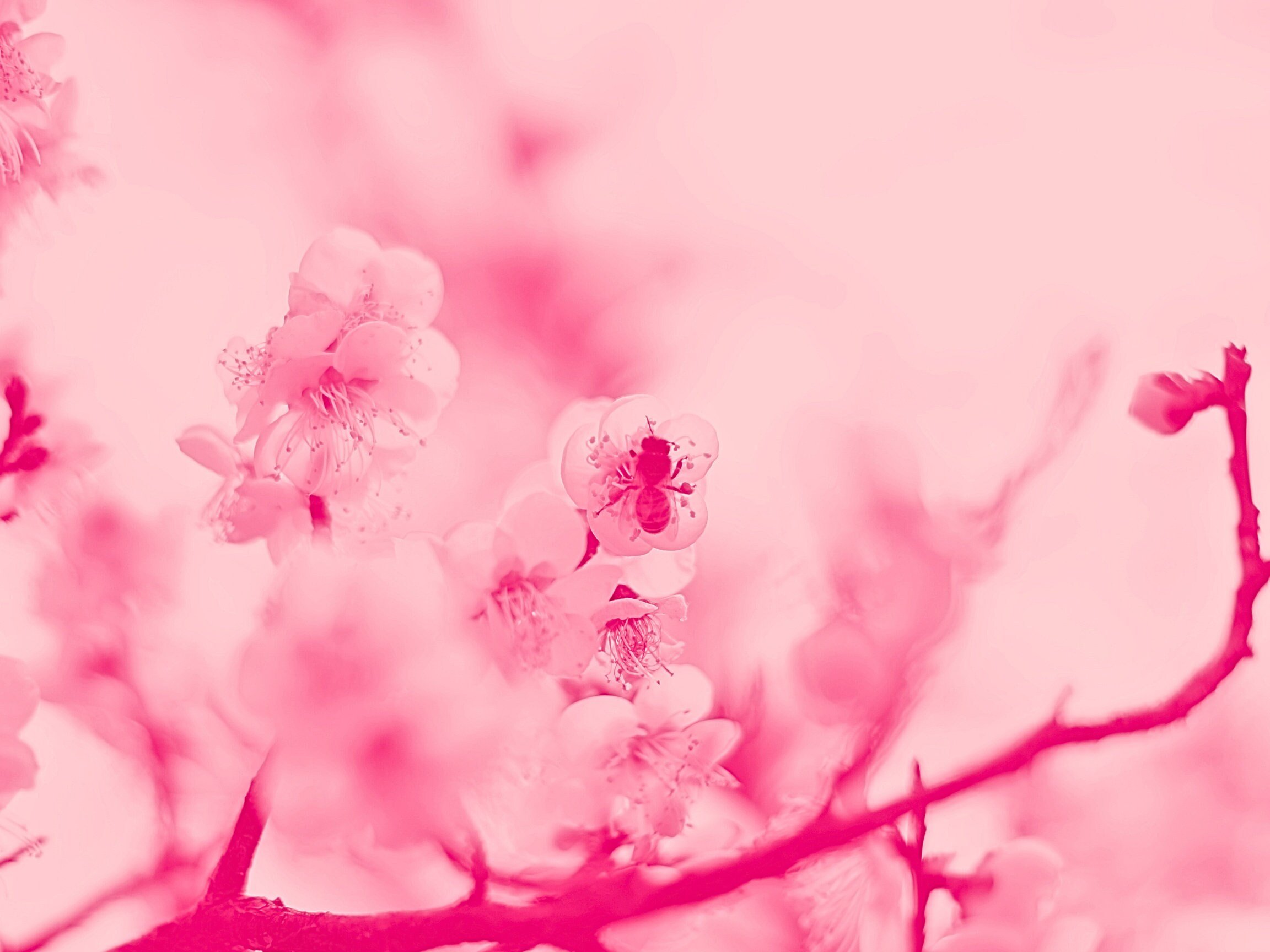 https://i.etsystatic.com/39102276/r/il/ac078b/4830226368/il_fullxfull.4830226368_euja.jpg