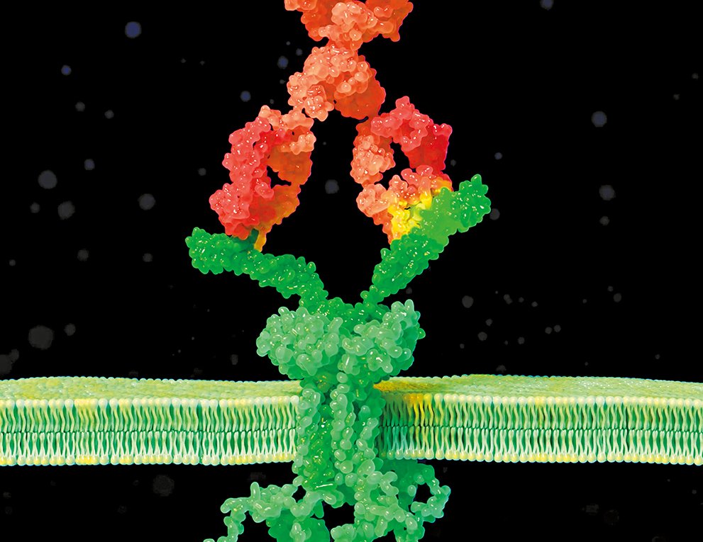 Chimeric autoantigen-T cell receptors (CATCRs)