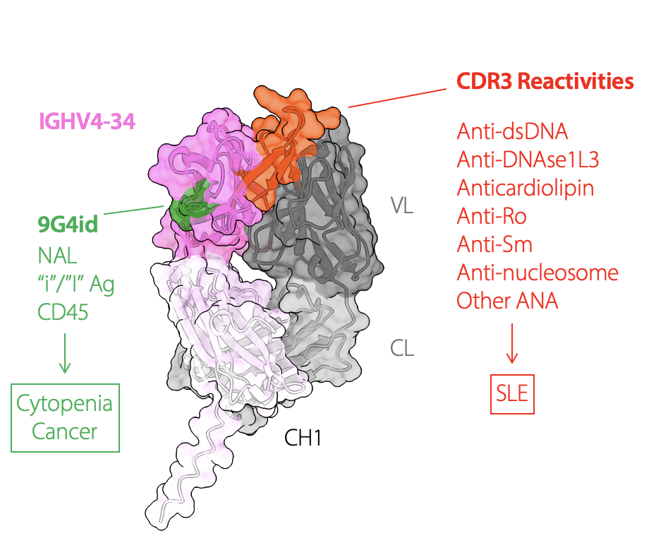 9G4-targeted bispecific T cell engagers and CAR-T cells