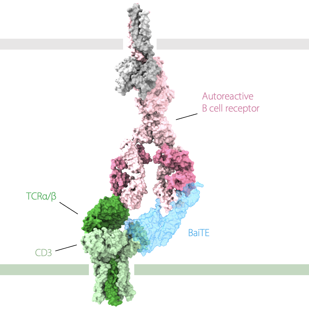 Bispecific autoantigen-T cell engagers (BaiTE)