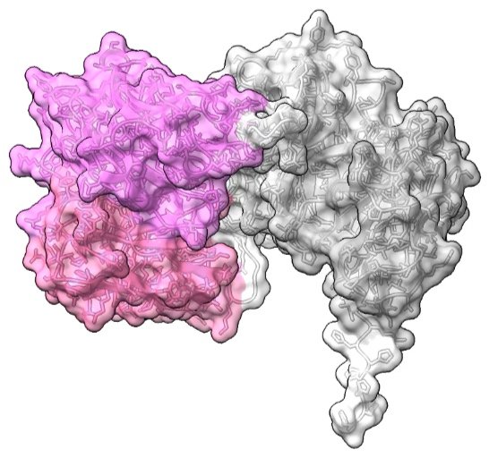TRBV9-targeted bispecific T cell engagers