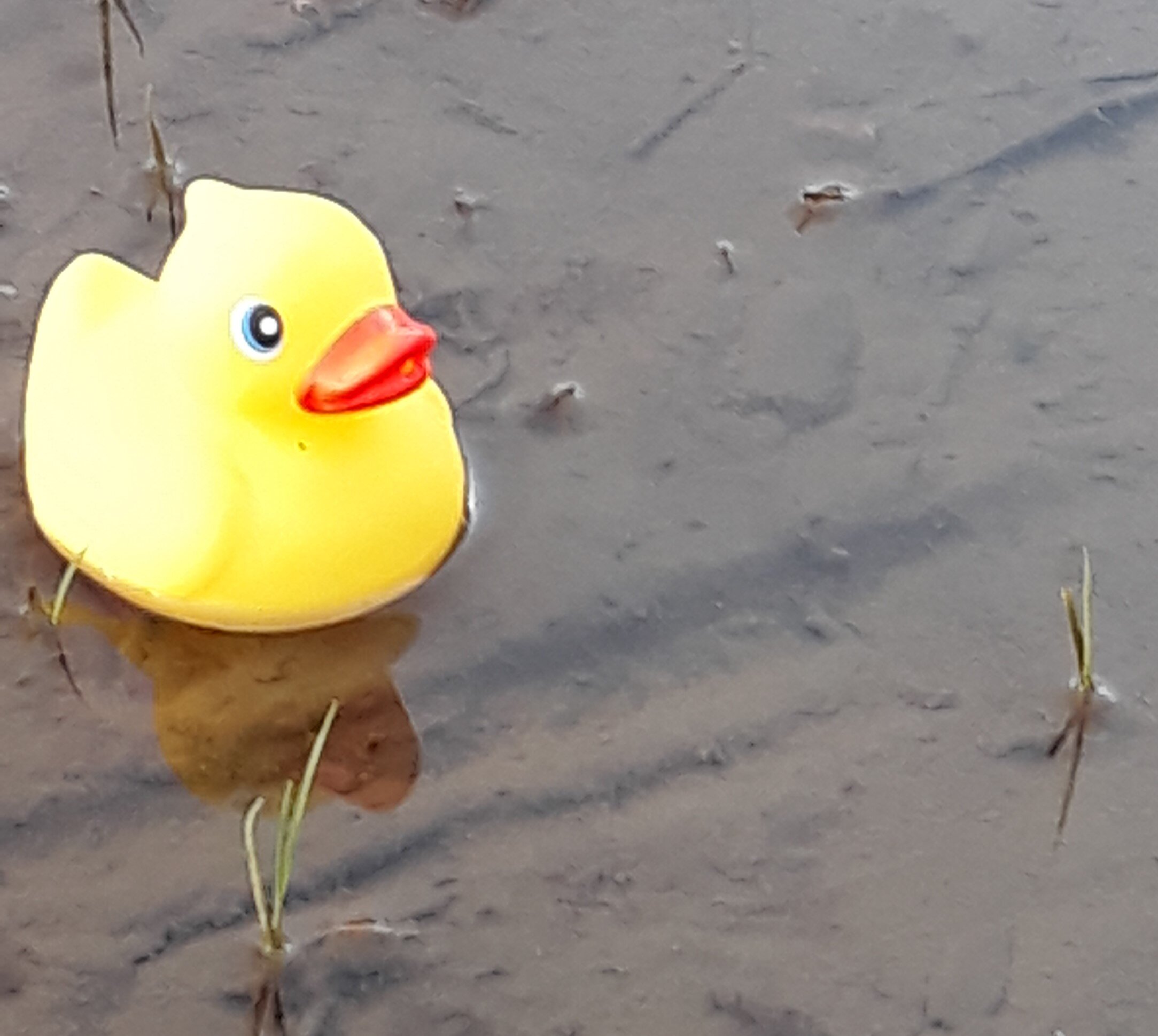 Fond memories of our little duck in Happy Camp so we brought him with us here. He's endured dust and wind, heavy rain and snow. Still pokes his head up smiling. There's a lesson here for us all!