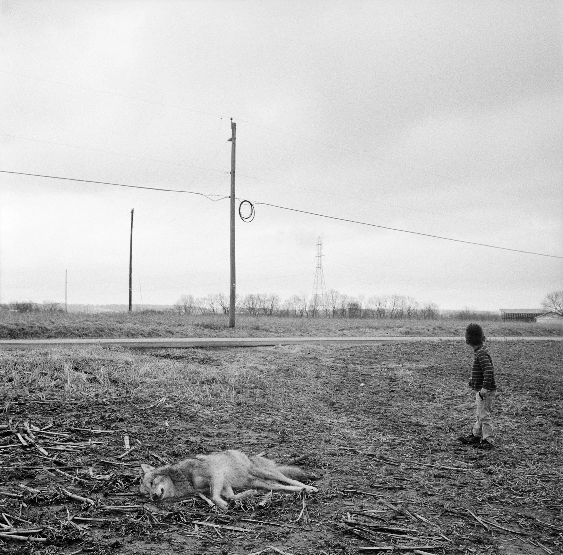 The_Locusts_032.jpg