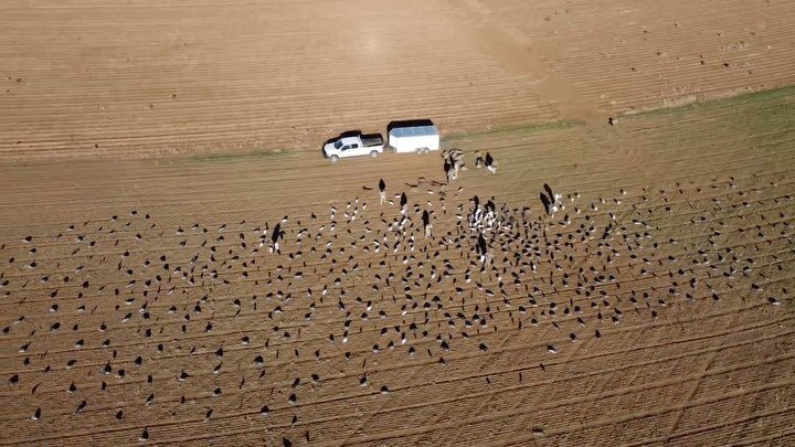 Run it big and run it wide! &mdash;&mdash;&mdash;&mdash;&mdash;&mdash;&mdash;&mdash;&mdash;&mdash;&mdash;&mdash;&mdash;&mdash;&mdash;&mdash;&mdash;&mdash;&mdash;&mdash;&mdash;&mdash;&mdash;&mdash;&mdash;&mdash; #blackduck #sandhillcrane #lessers #gee