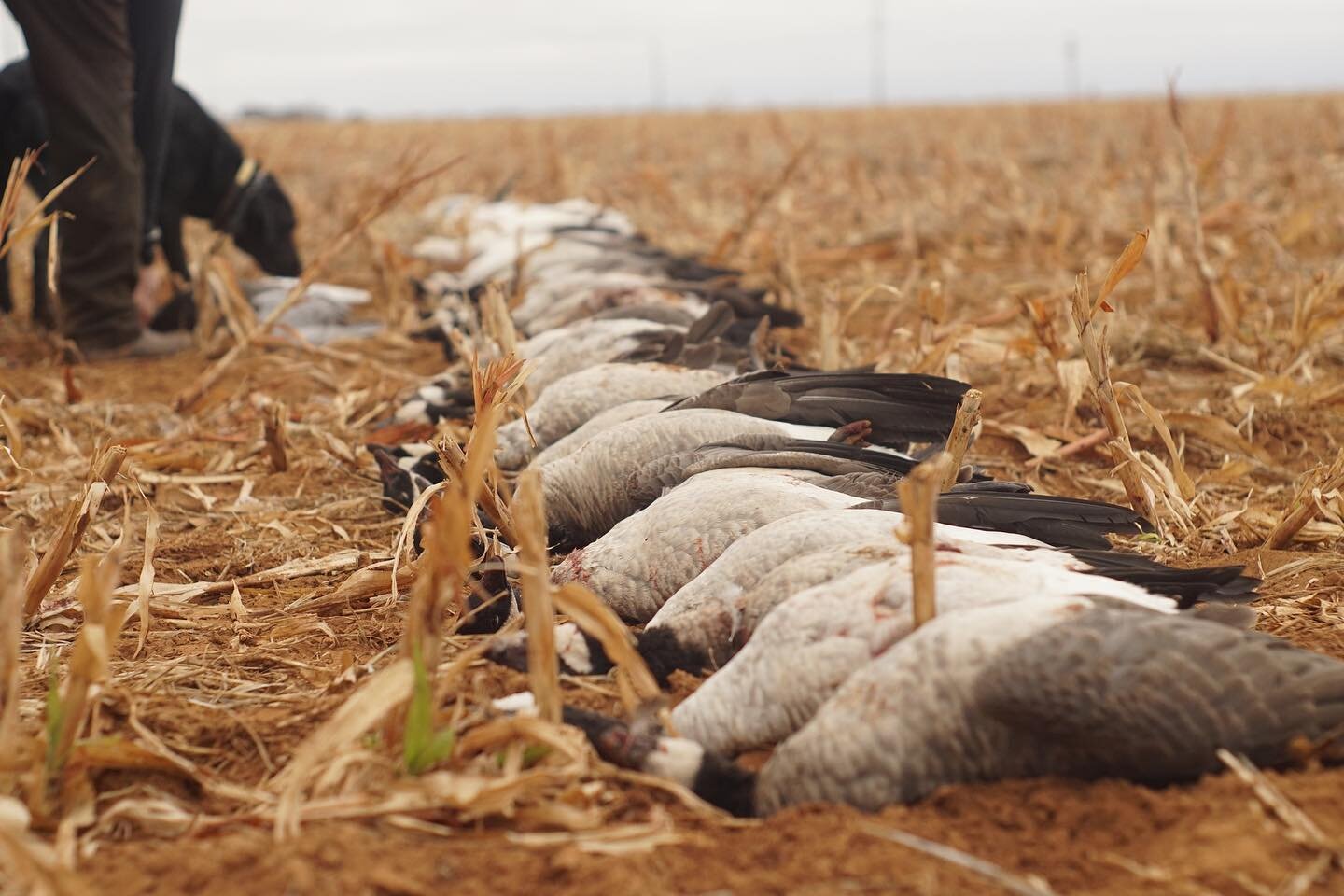 Straight lines and bellies up&hellip;. You know the drill! &mdash;&mdash;&mdash;&mdash;&mdash;&mdash;&mdash;&mdash;&mdash;&mdash;&mdash;&mdash;&mdash;&mdash;&mdash;&mdash;&mdash;&mdash;&mdash;&mdash;&mdash;&mdash;&mdash;&mdash;&mdash; #blackduck #san