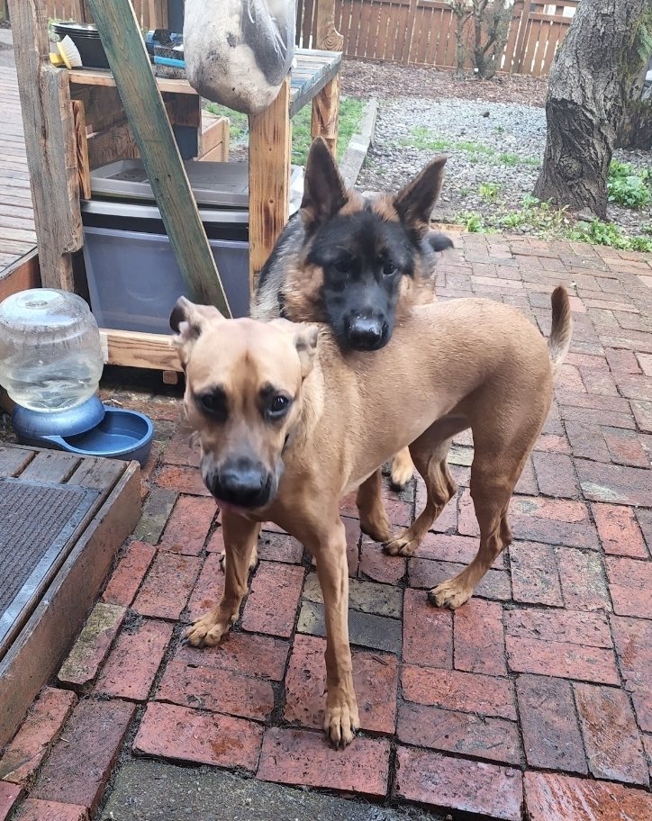 dog socialization training near me