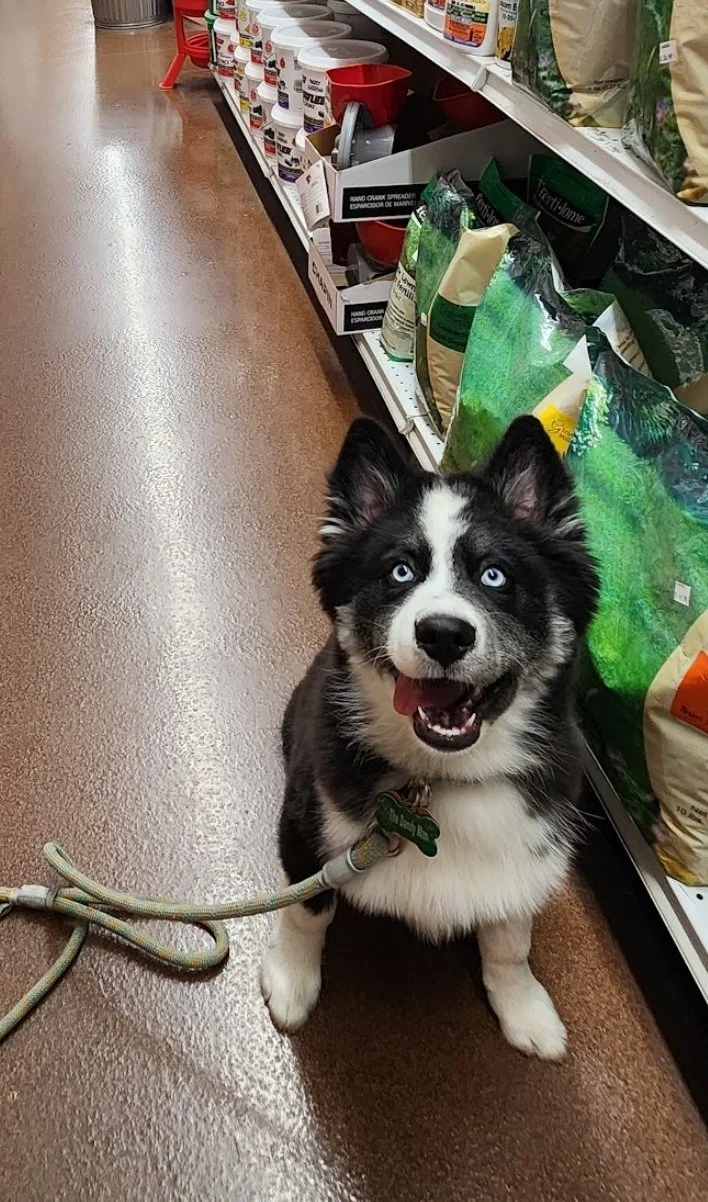 dog training program near columbus ohio