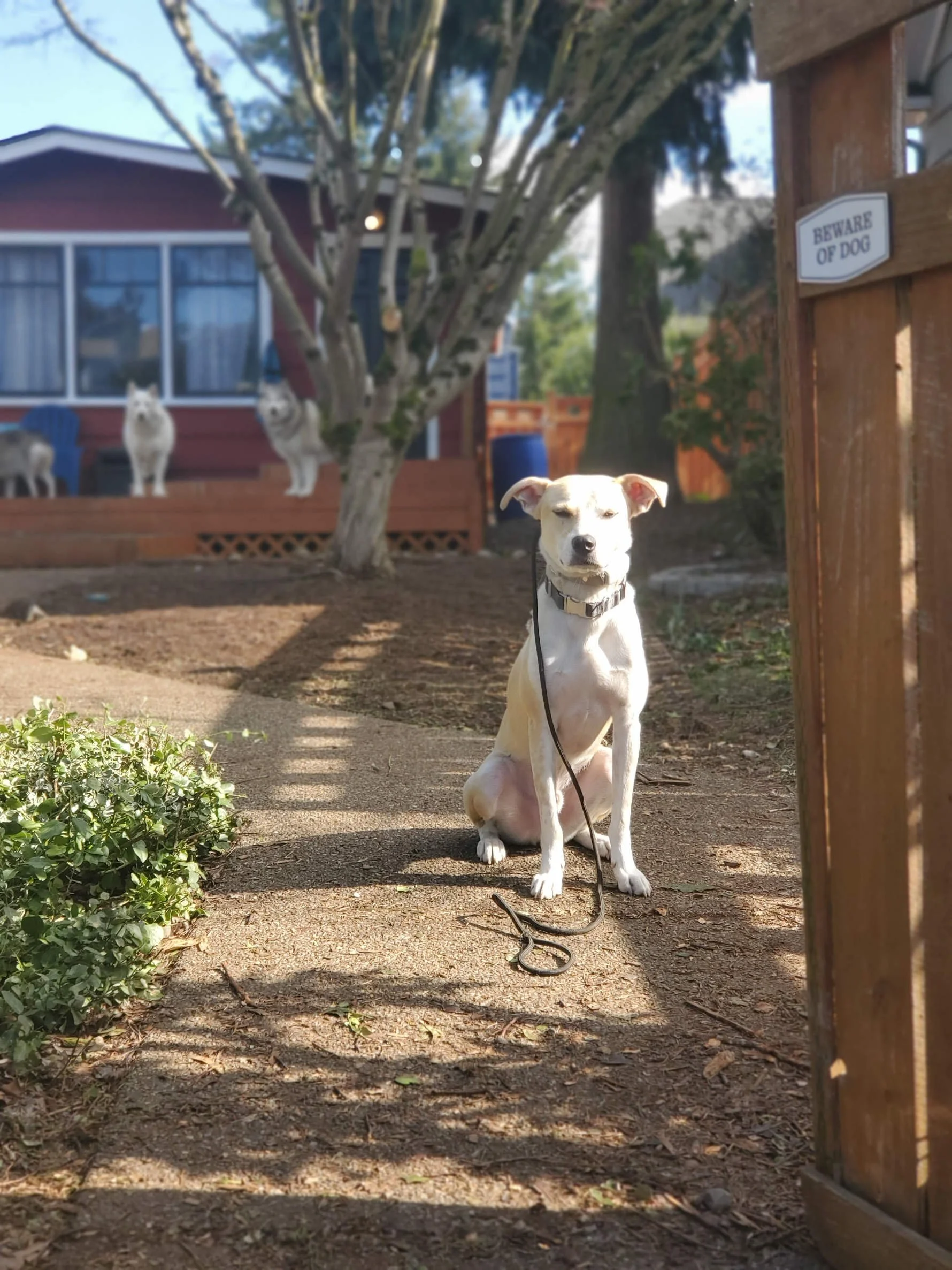 Central Ohio Dog Training Columbus, Delaware, Westerville We Make