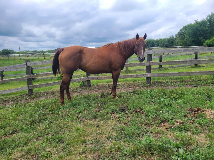 Horses for Sale — Iowa Horse Co.