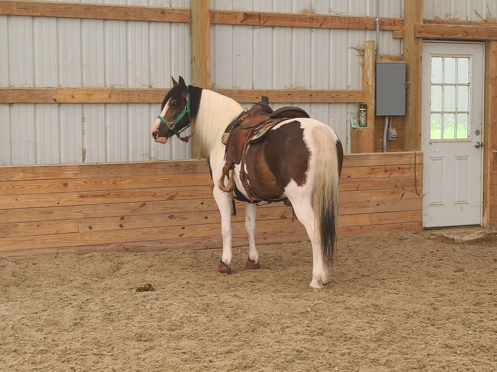 Horses for Sale — Iowa Horse Co.