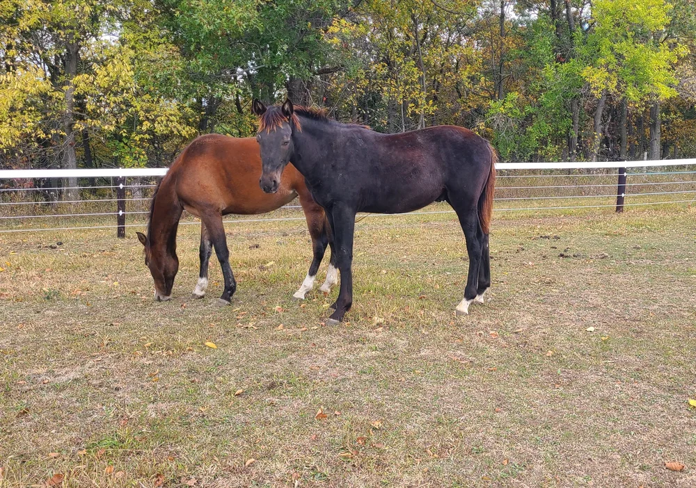 Horses for Sale — Iowa Horse Co.