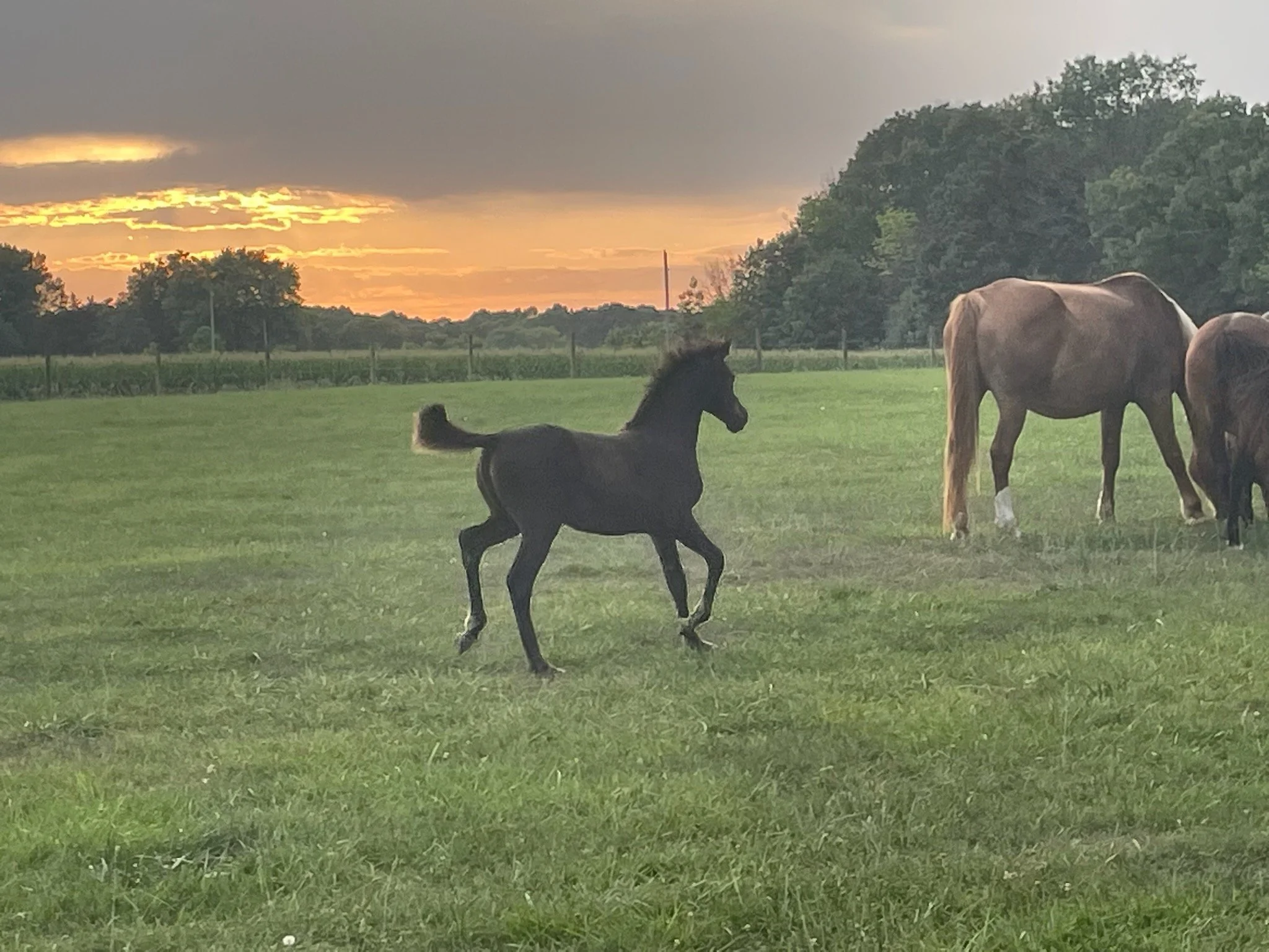 Horses for Sale — Iowa Horse Co.