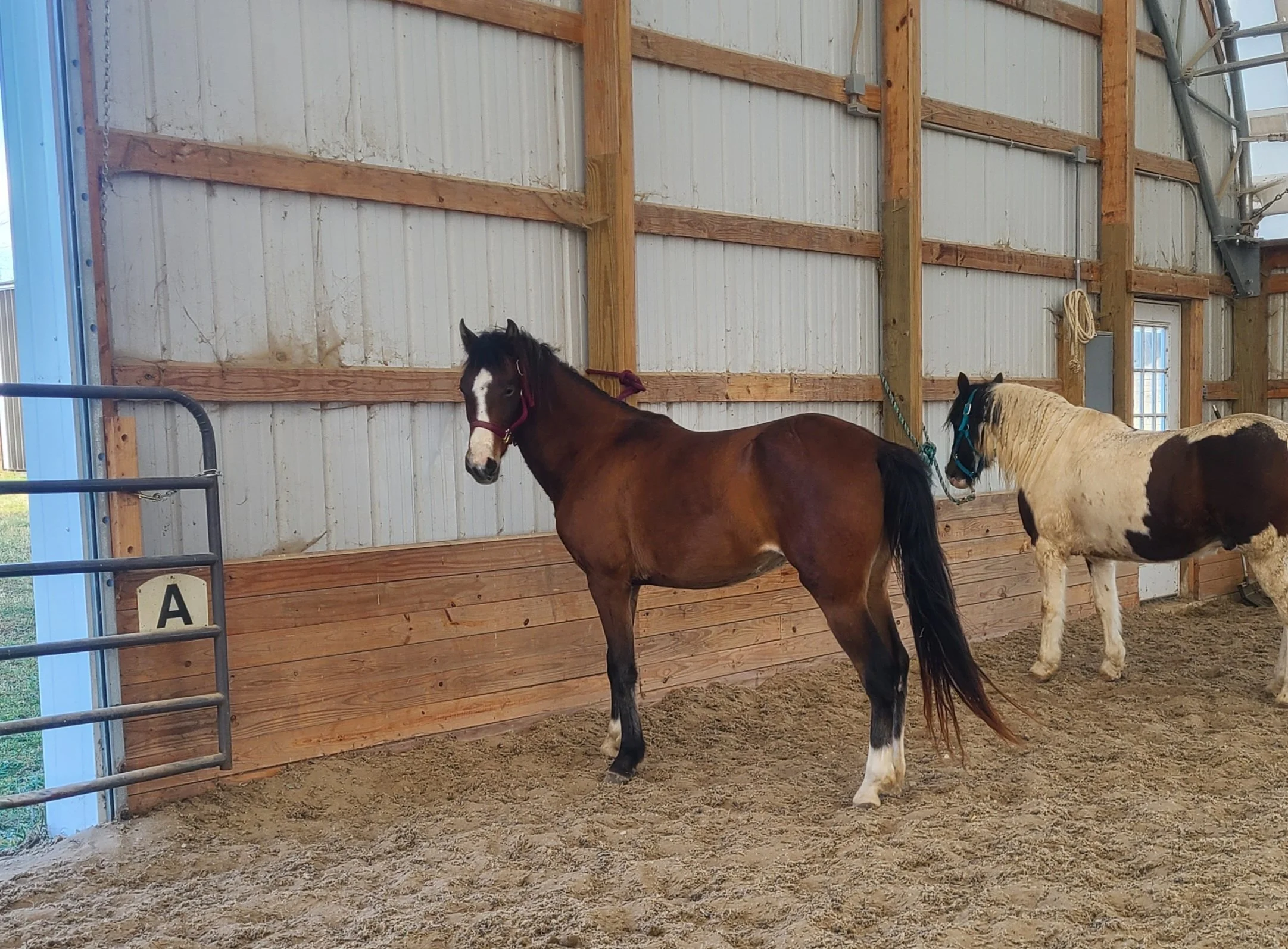 Horses for Sale — Iowa Horse Co.