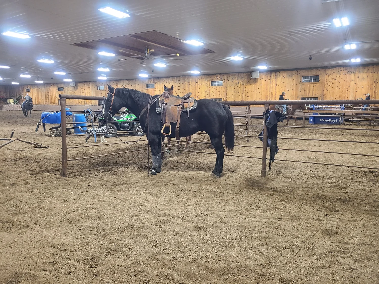 Horses for Sale — Iowa Horse Co.