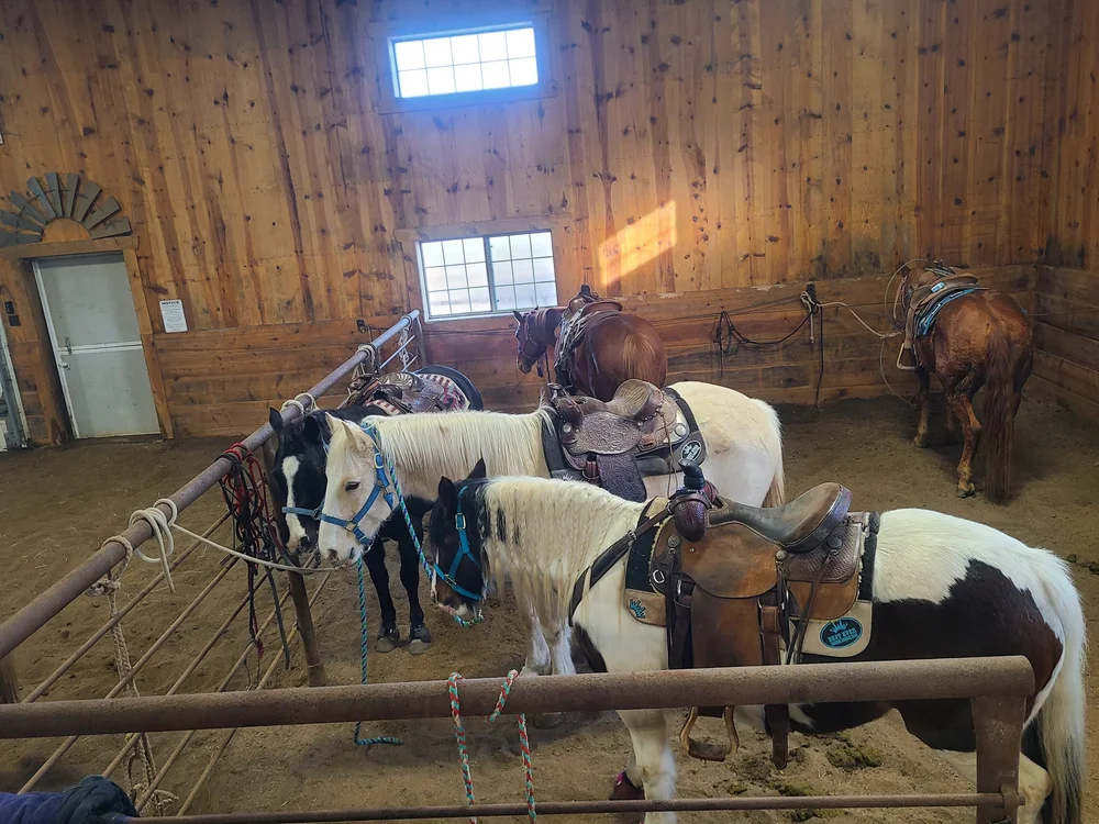 Horses for Sale — Iowa Horse Co.