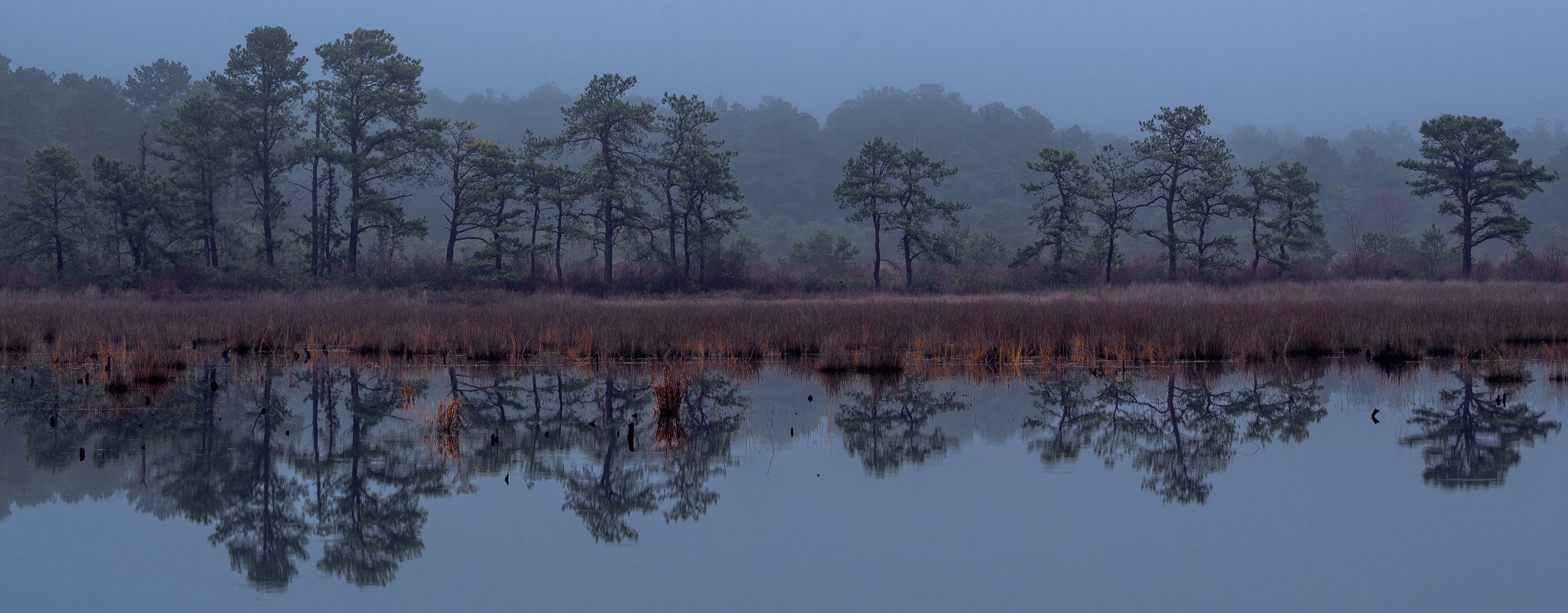 Franklin Parker Preserve, New Jersey, 2022