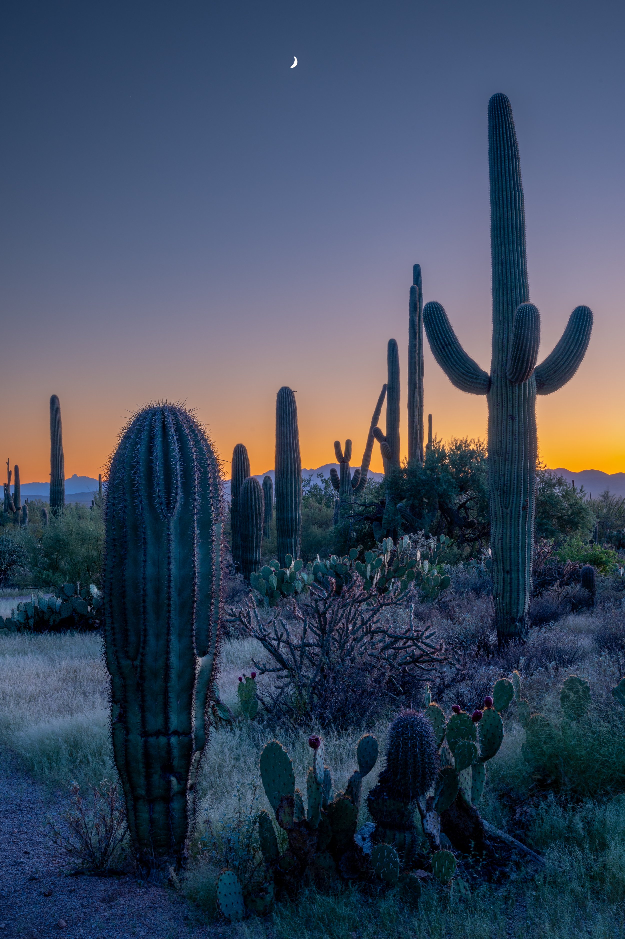 Saguaro National Park, Arizona, 2023