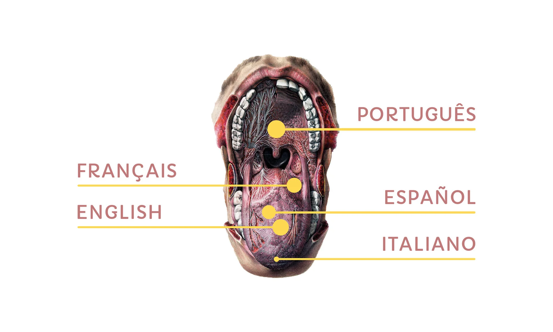 CAXIMINGO : Langues parlées / Spoken languages | Image extraite de l’Atlas Anatomique de Bourgery