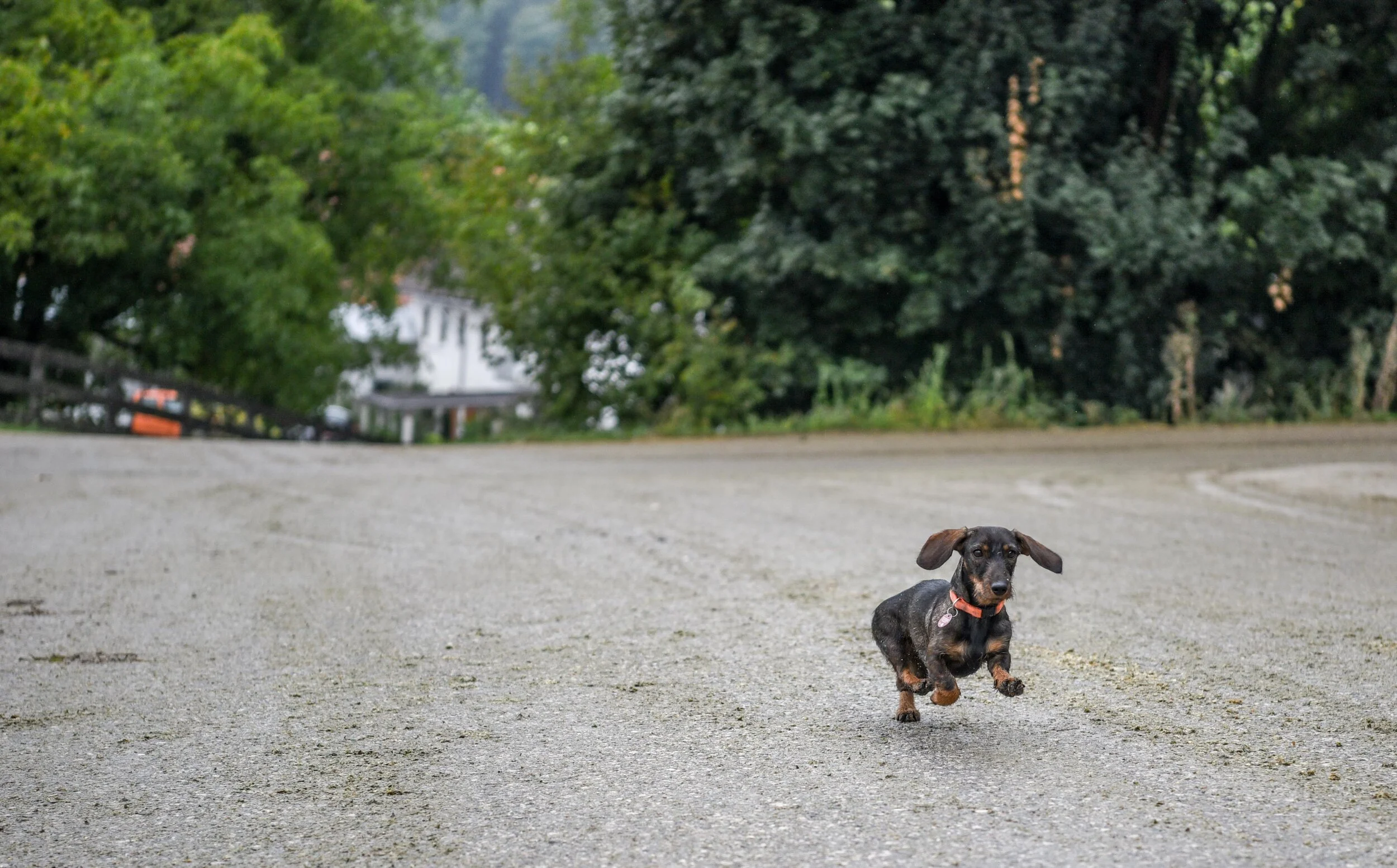 Hallertauer - Germany