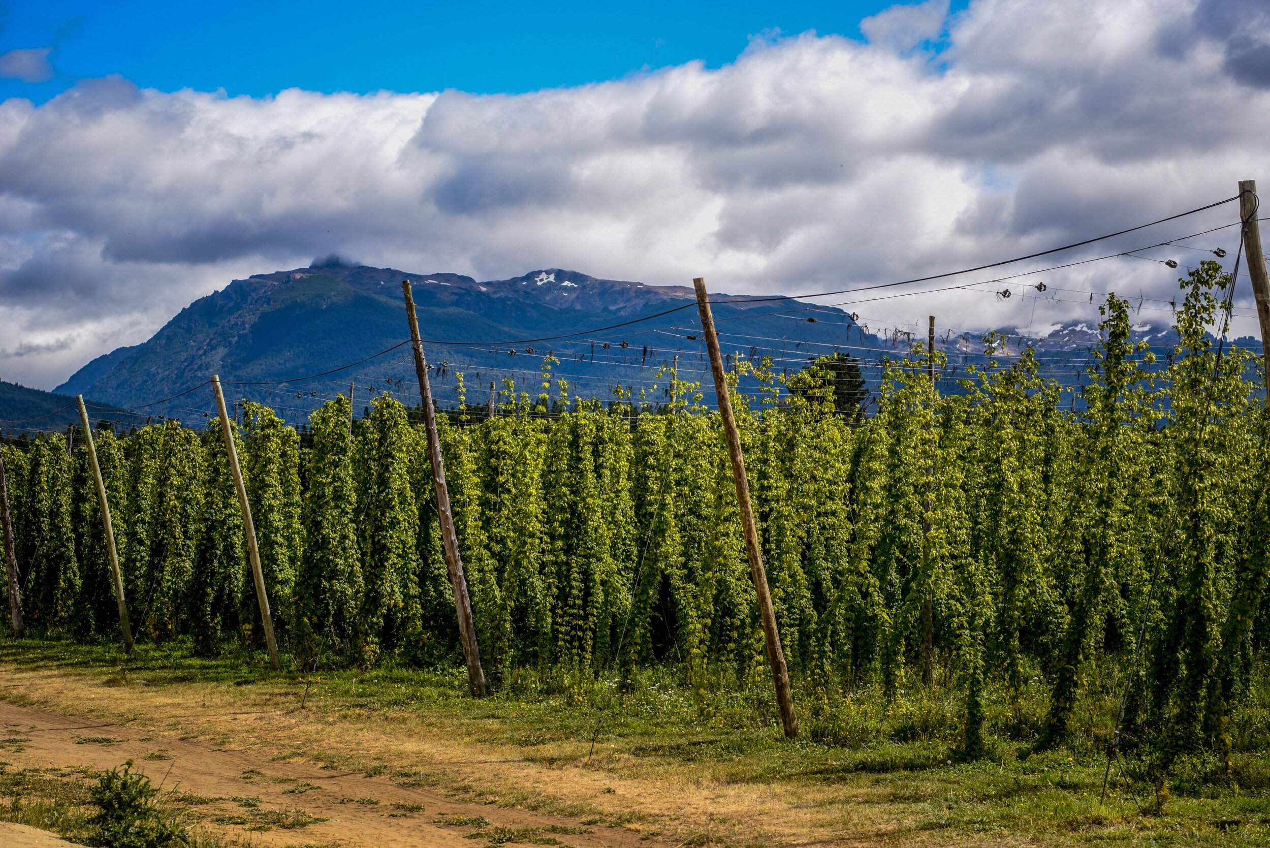 Lúpulos Patagónicos - Argentina