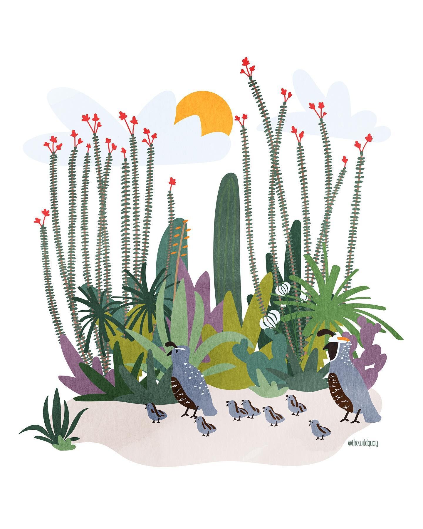 Sunday desert illustrations!

I love quail. Growing up in the desert with a name like Quay, I for some reason thought I was more connected to them than anyone one else &ndash; made sense as a kid, I swear 😂

We had them in my yard all the time and I