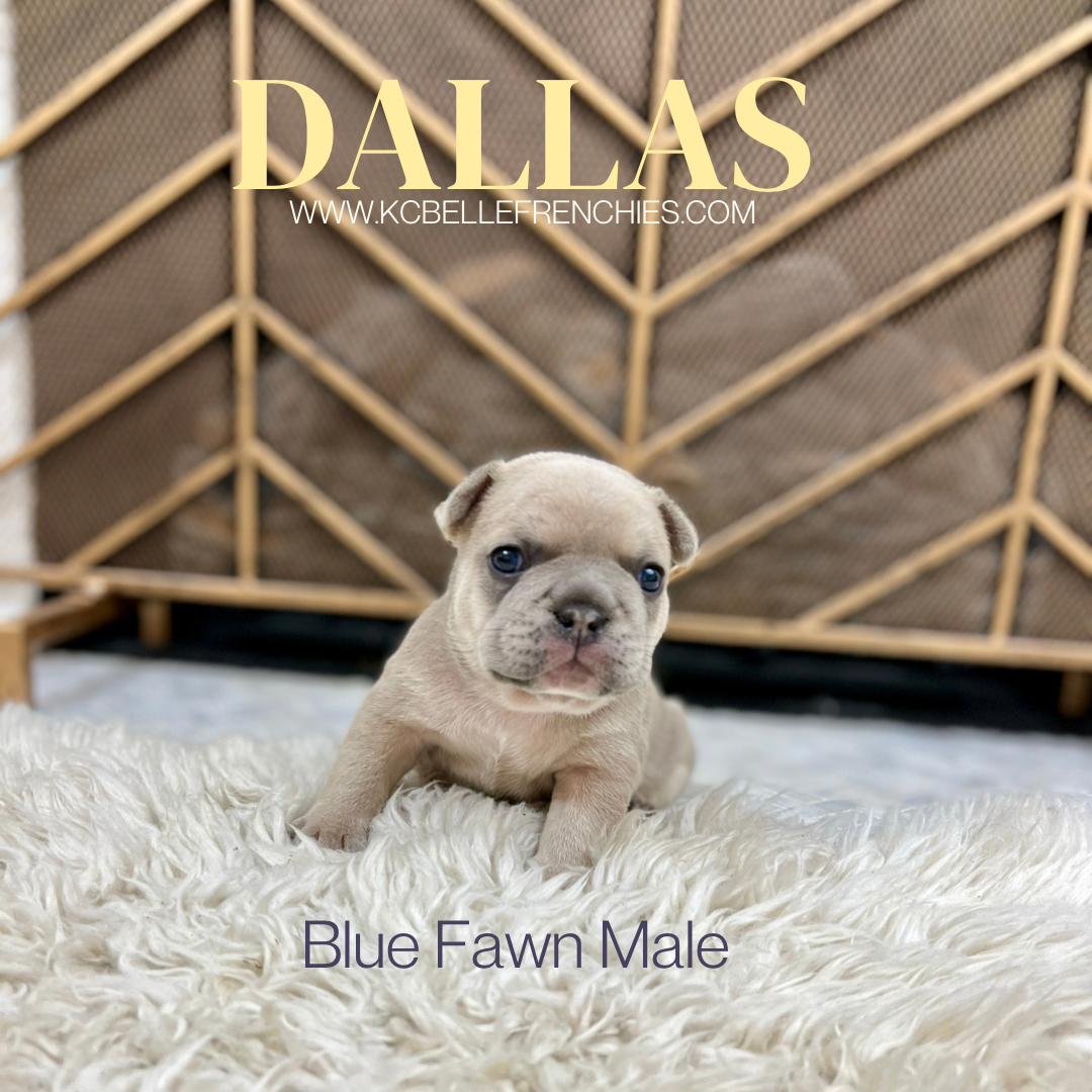 French Bulldog puppies Kansas City — KC Belle Frenchies