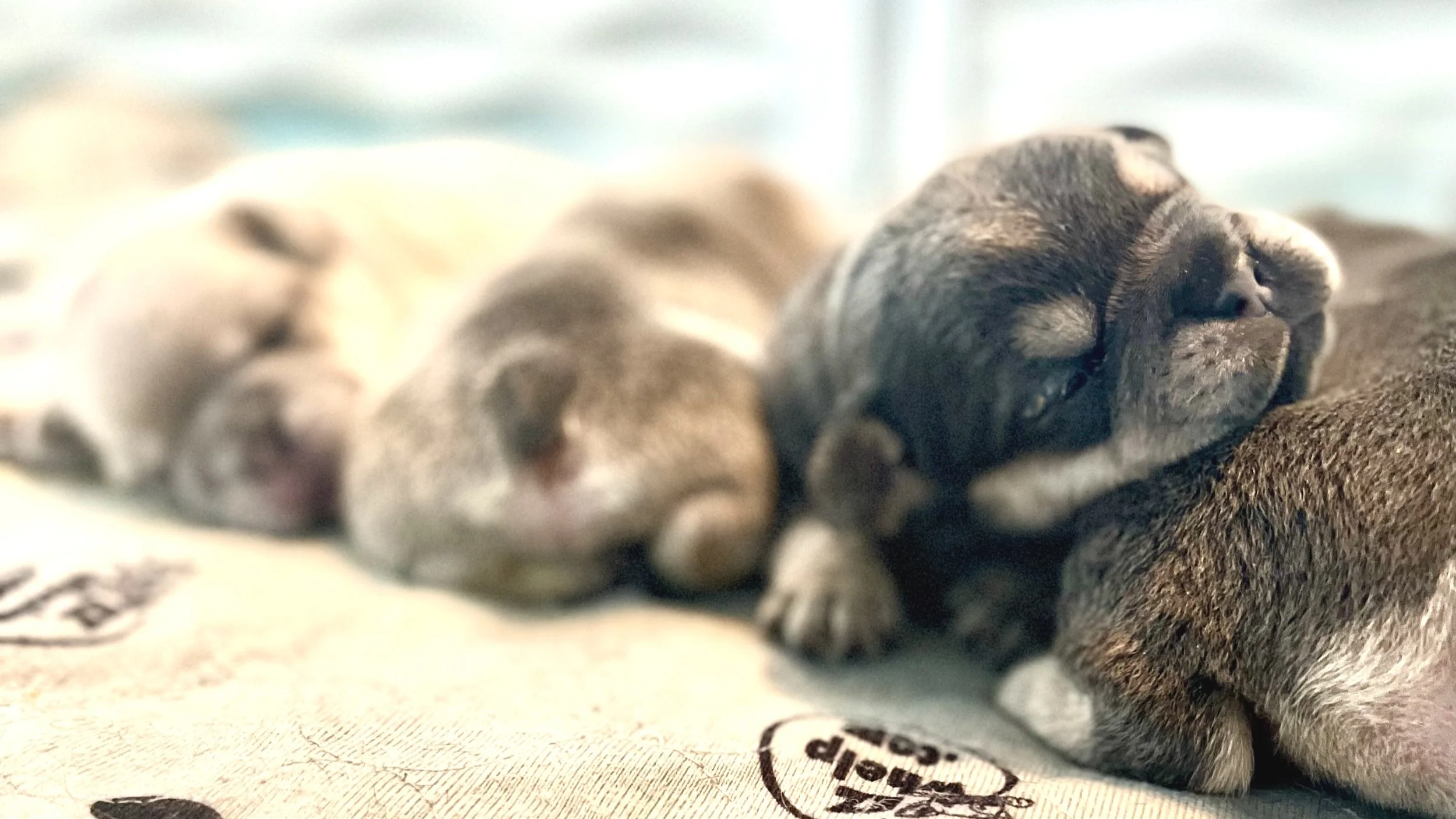 French Bulldog puppies Kansas City — KC Belle Frenchies