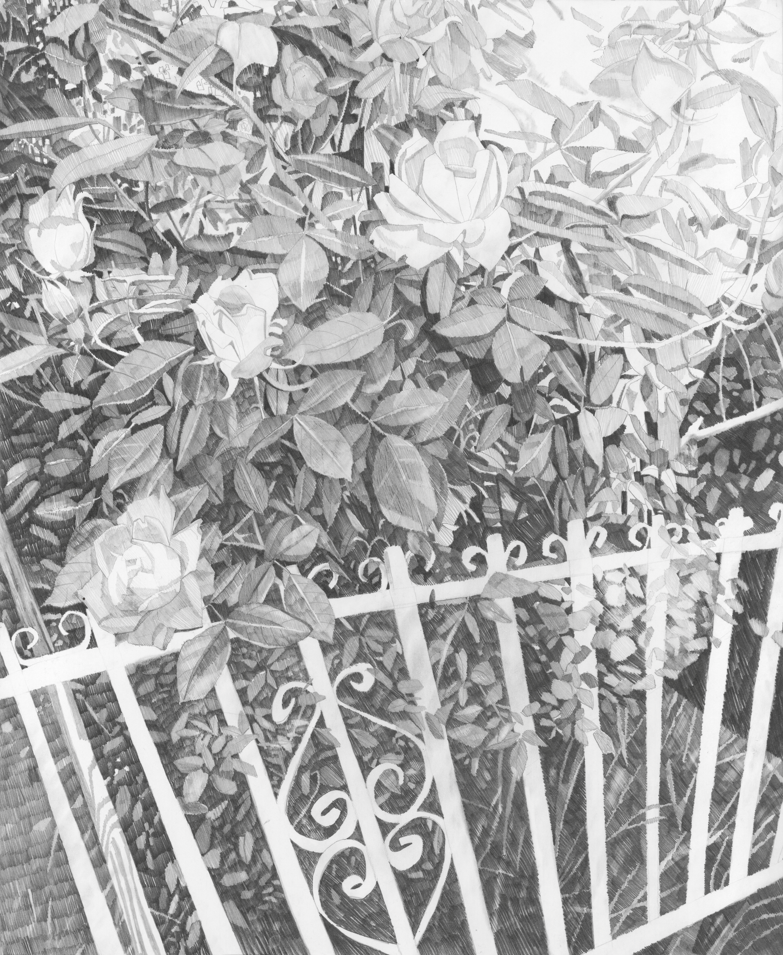 rose_scan_composite.png
