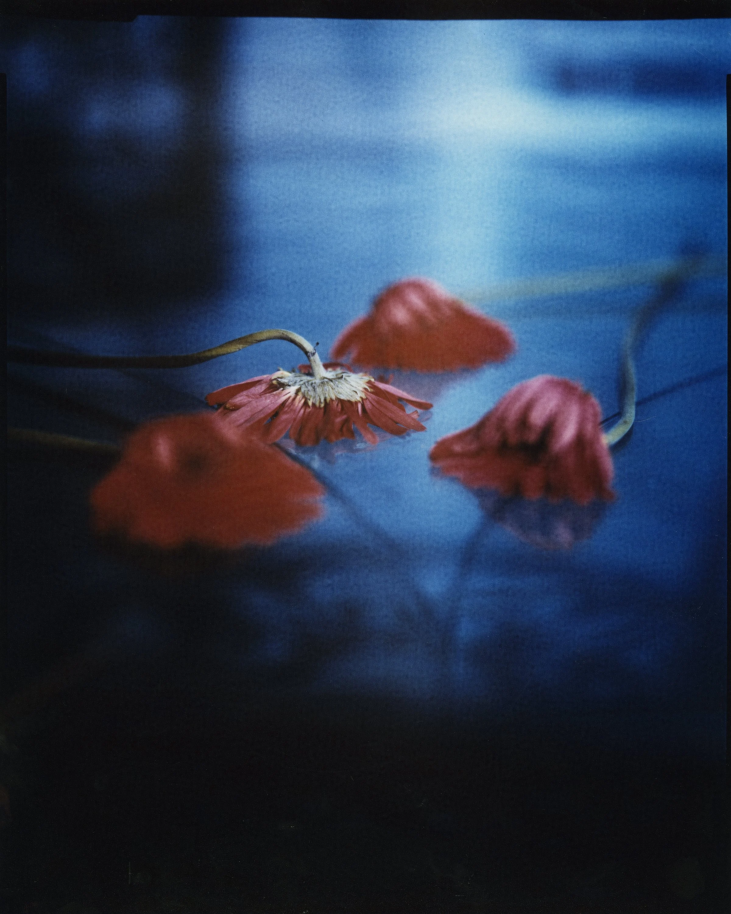 RA-4 Color Reversals — DEREK KEATON PHOTO