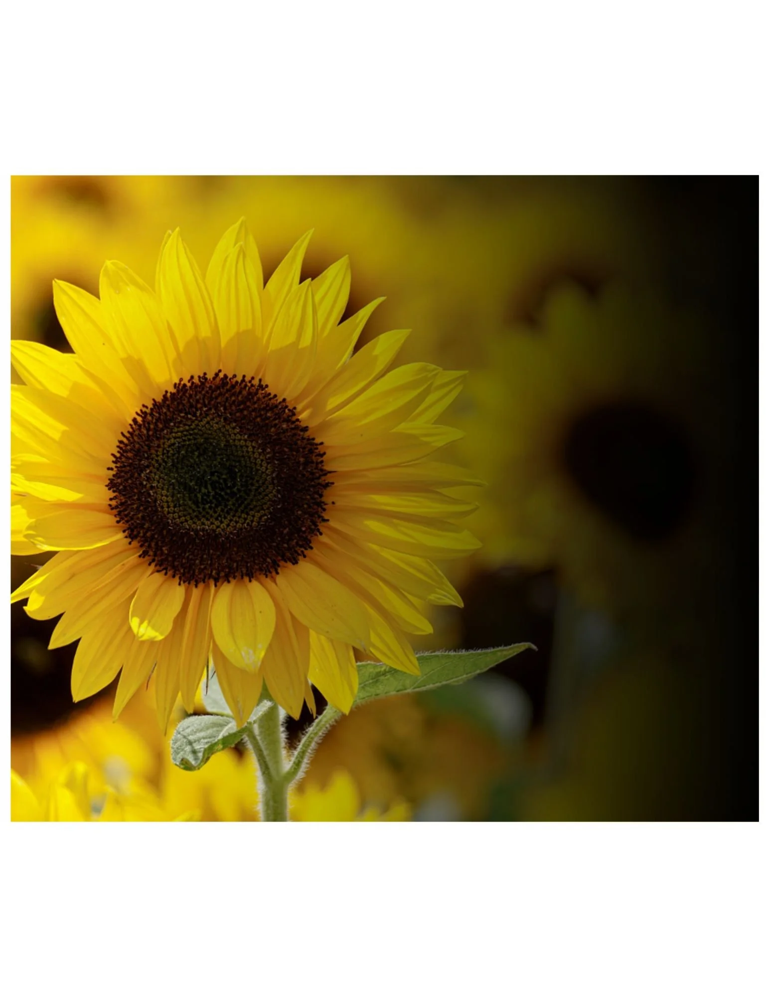 Sunflower-Home (1).jpg