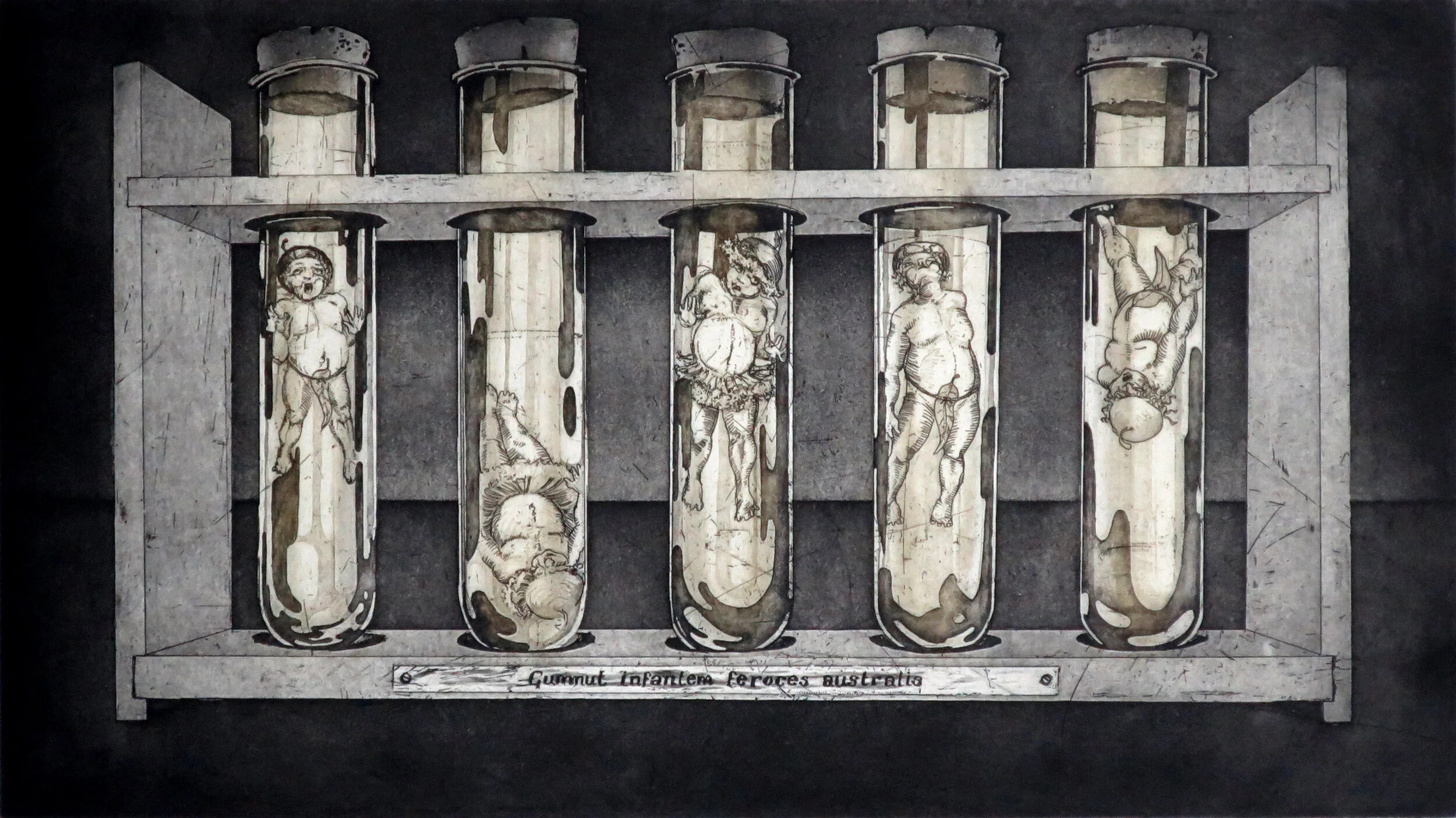 Gumnut Specimen 16.jpg