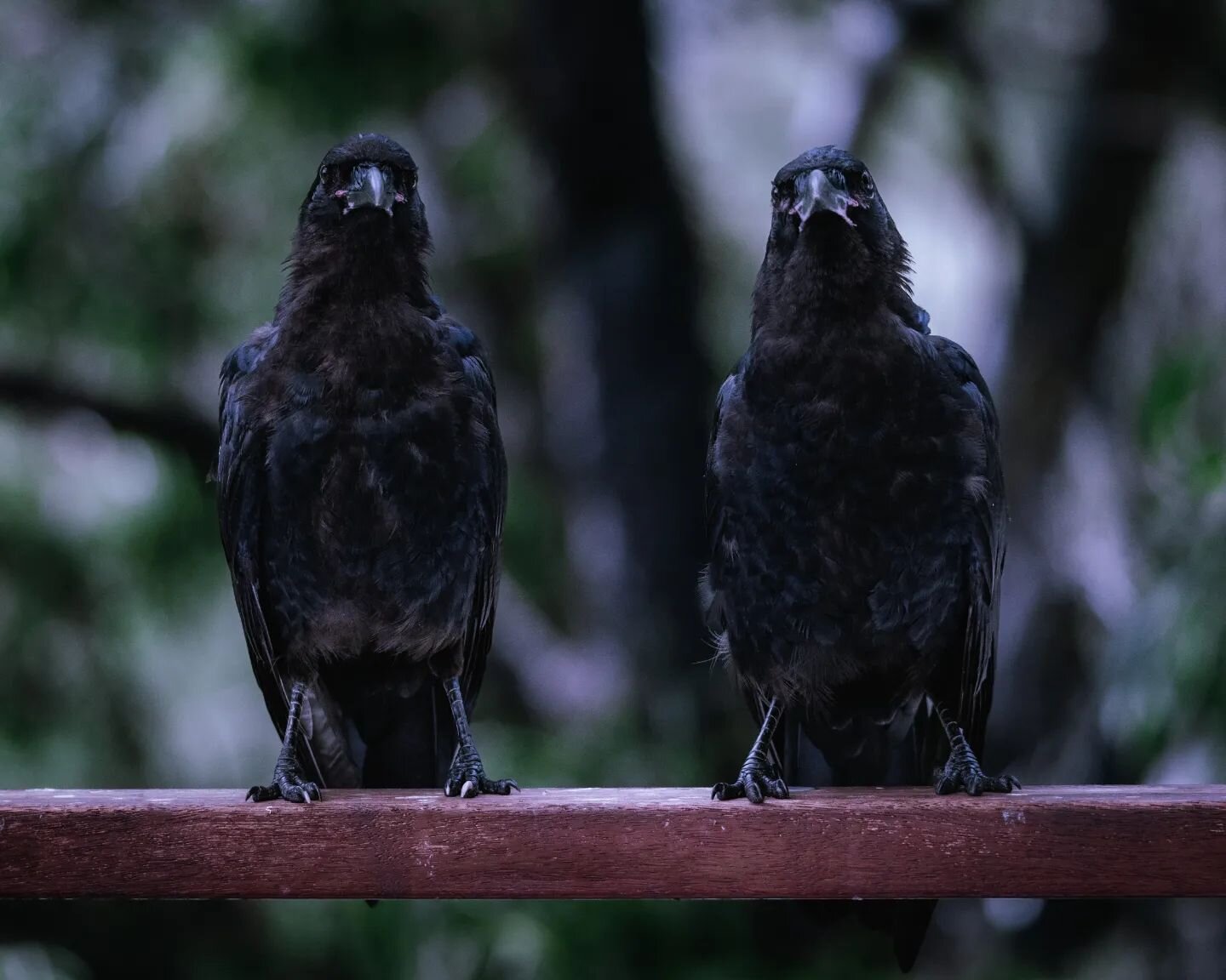 Long time no post cause I've been crazy busy, so here's a little photo dump of the 2 baby ravens twinning 🖤 notice the one on the left has a couple white claws, how special! 
It's been very entertaining watching these 2 grow up and exhibit some sibl