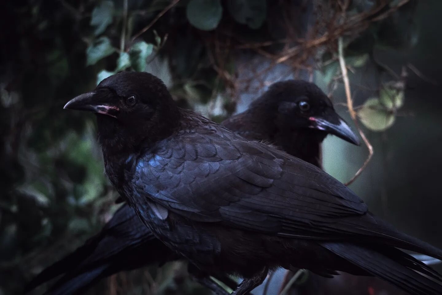 It's baby raven season! This year our local raven couple has two noisy little ones 😍 
They've been around for a while, but I've just managed to get some photos &amp; edits done in the last couple weeks.
They are so cute! I'm especially fond of the s