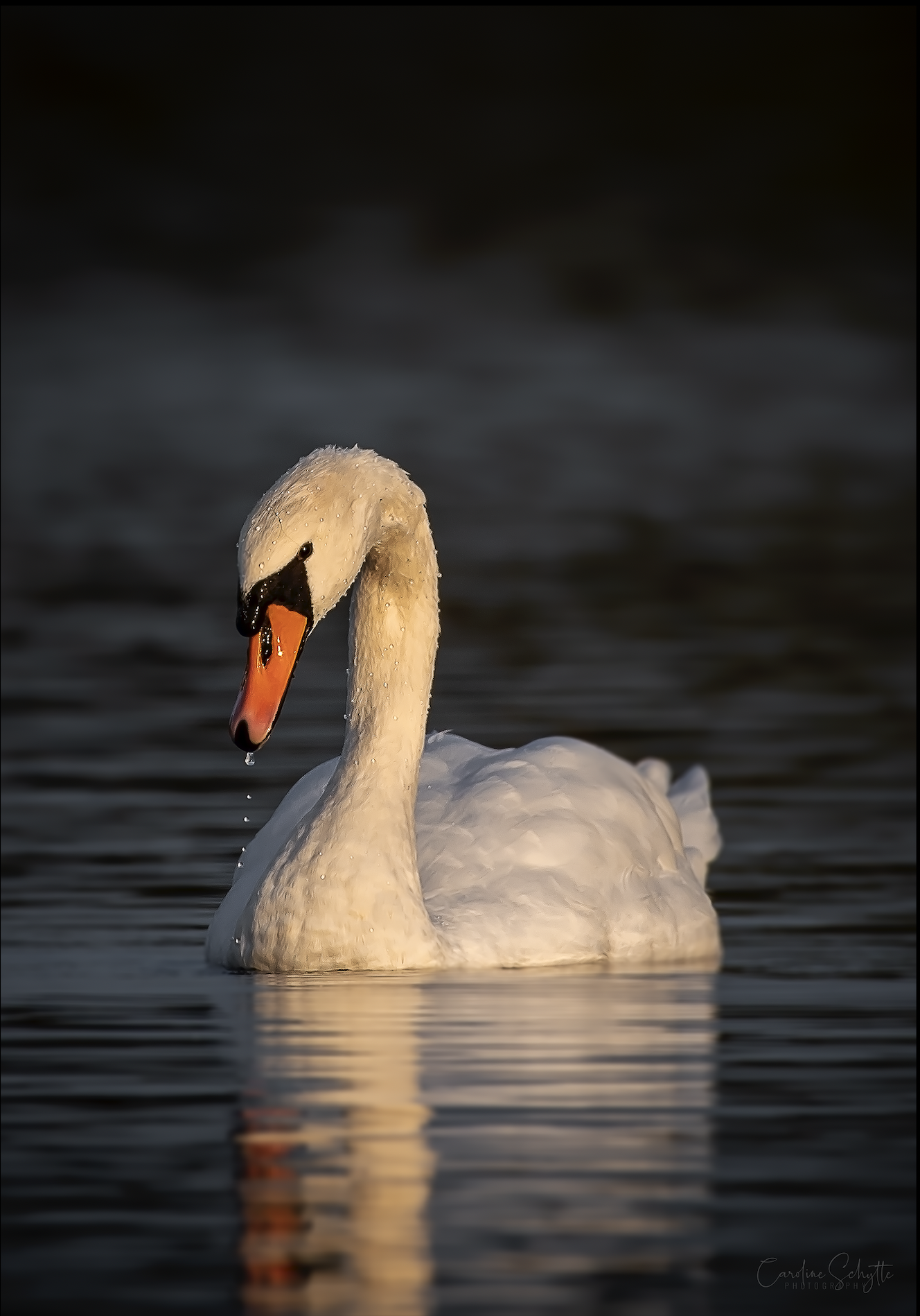 Screenshot 2021-11-11 at 18.50.49.png