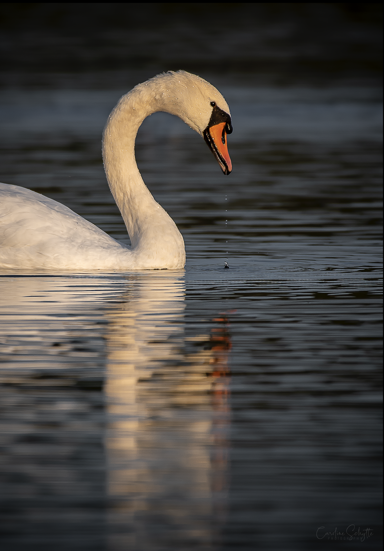 Screenshot 2021-11-11 at 18.51.03.png