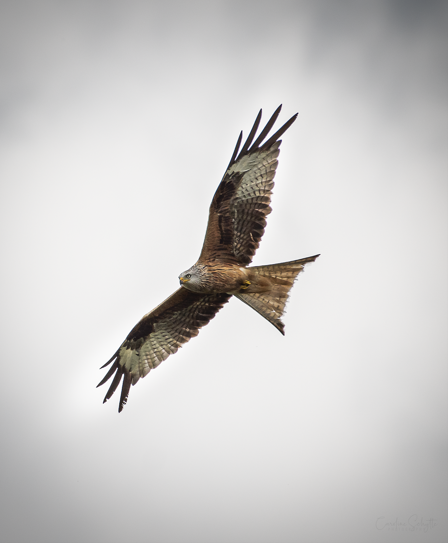 Screenshot 2021-11-21 at 19.32.24.png