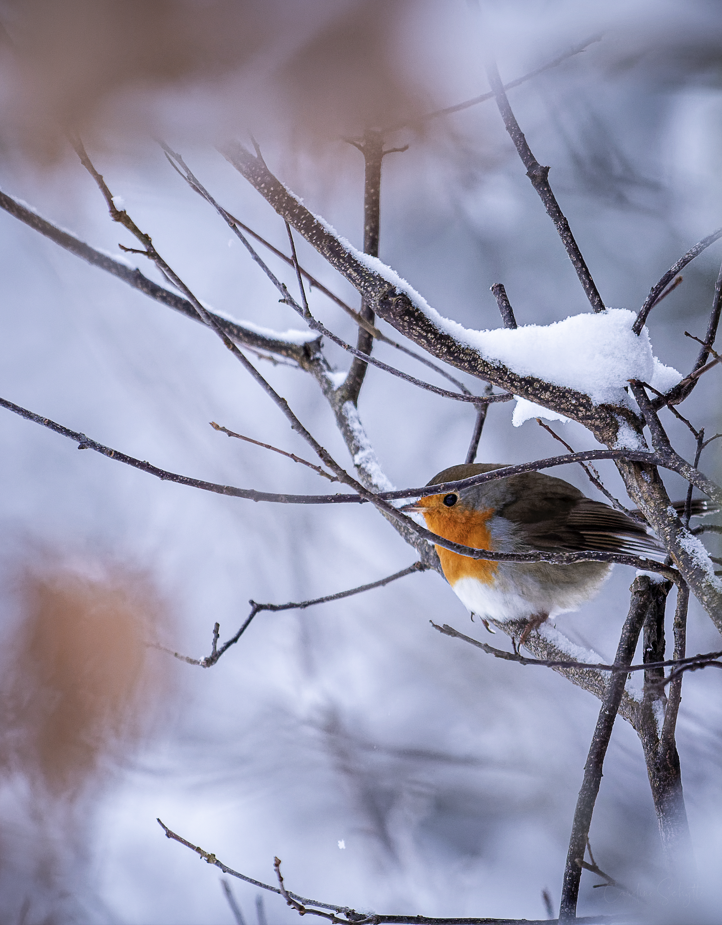 Screenshot 2021-12-04 at 17.22.51.png